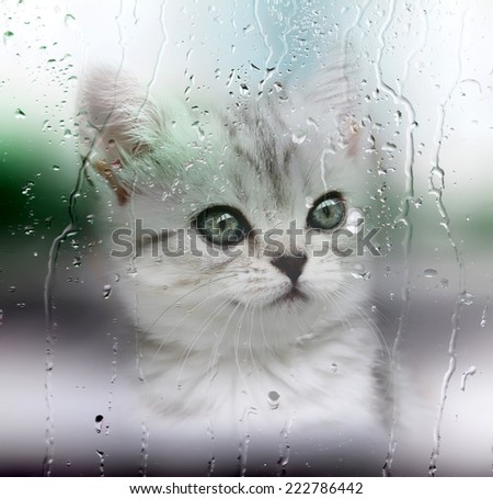 cat outside the window