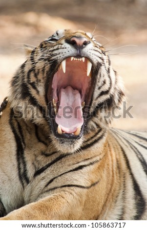 A tiger is growling with its mouth wide open
