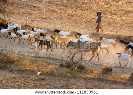 BAGAN, MYANMAR - FEBRUARY 14:  A woman lead a herd of animals down the road on February 14, 2011 in Bagan, Myanmar.  Most of Bagan people earn their living by raising livestocks.
