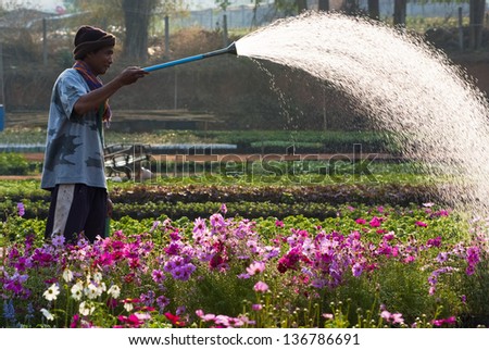 LOEI, THAILAND - FEB 09:  An unidentified man uses a garden hose to water flowers for sale on Feb 23, 2009 in Loei, Thailand.  Winter flowers are available for both retail and whole sales in Loei.