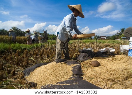 BALI, INDONESIA - MAY 6: Rice is winnowed on May 6, 2013 in Bali, Indonesia. Bali can produce rice all year round due to Subak which manages water supply system for farmers in the dry season.