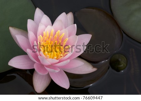Light pink waterlily in a pond