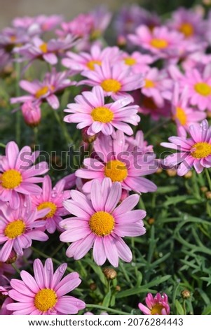 Similar – Image, Stock Photo mauerBLÜMCHEN Marguerite