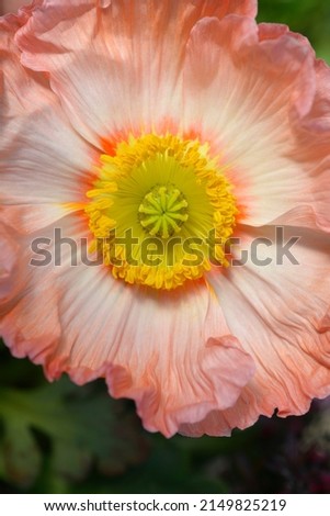 Similar – Image, Stock Photo Papaver nudicaule, Iceland poppy, opening bud and flowers