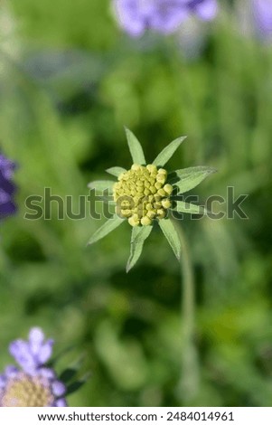 Similar – Foto Bild Nadelkissen-Blütenknospen