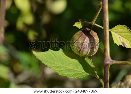 Similar – Foto Bild Nahaufnahme einer Physalis Alkekengi