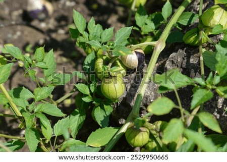 Similar – Foto Bild Die Frucht Physalis mit Kelchblättern