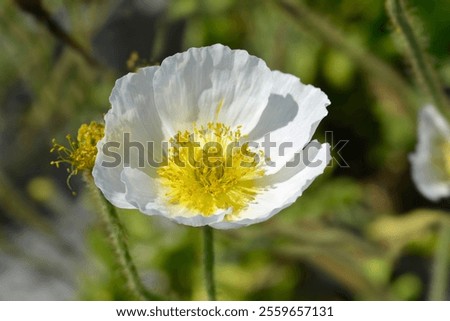 Image, Stock Photo Papaver nudicaule, Iceland poppy, opening bud and flowers