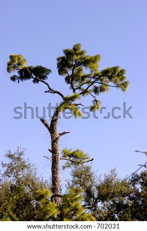 Pine tree survived the hurricane but greatly damaged