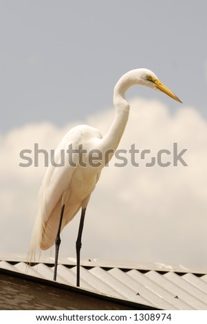 Great white Egret on a tin roof top in Orlando, Florida