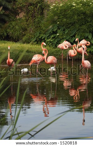 Group of pink Flamingos in a park in Orlando, Florida