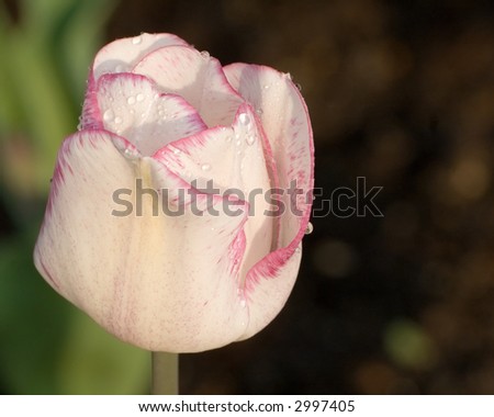 A very closeup of a wet pink tulip after the sprinklers were turned off