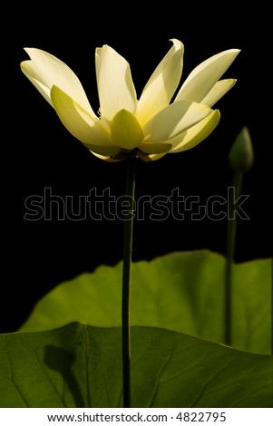 Lotus flower in the morning light with the shadow of a bud on the lily pad in front of it.