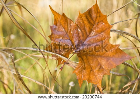 A large Sycamore leaf caught in the tall grass with fall colors.
