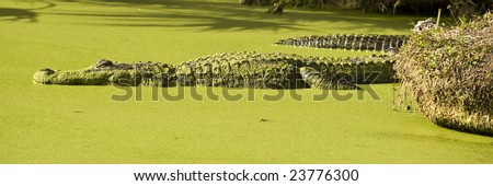 A gator is floating in water that is covered with Duck Weed in bright sun.