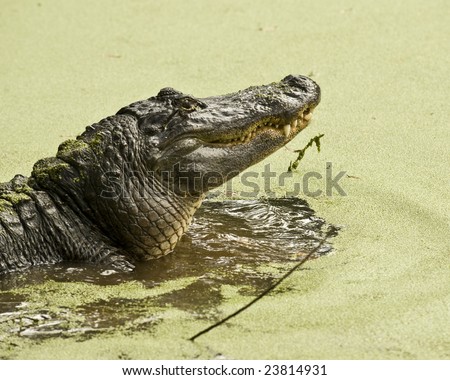 Alligator feeding while in water covered with Duck Weed.