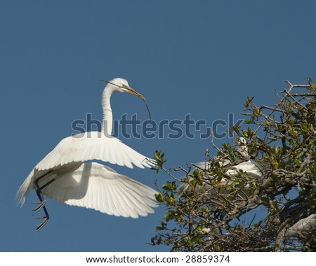 A great White Egret flying with a twig to add to the nest.