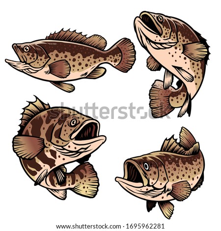 set bundle of grouper fish