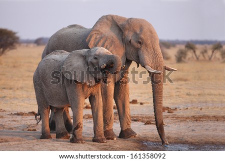 African Elephant (Loxodonta africana) mom with young drinking at the water hole - Nxai Pan, Botswana.