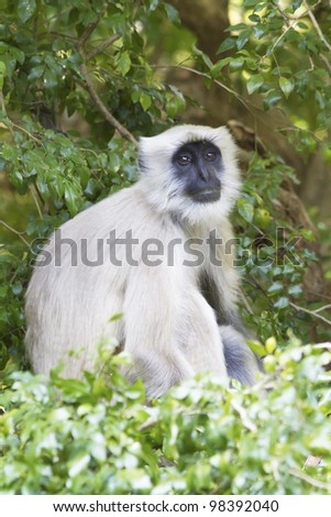 Gray Langur in the Indian forest