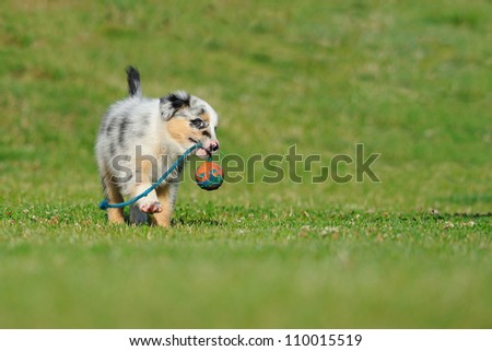 Australian Shepherd aussie puppy playing with toy as ball on rope in the garden