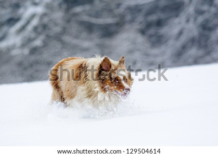 Funny looking australian shepherd during run on snow field with snowy trees on background with snow cloud around legs