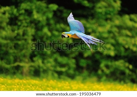 Flying blue-and-yellow Macaw- Ara ararauna from side