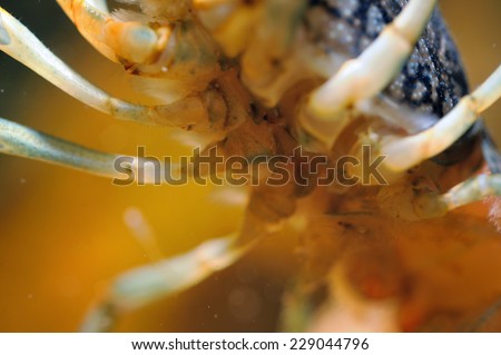 Underneath view to crayfish legs under water