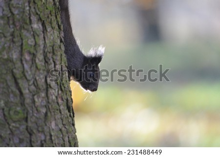 Brown squirrel climbing down from the tree