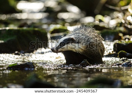 European badger walking in the forest strem