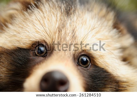 Raccoon dog cute close-up potratit in the winter forest