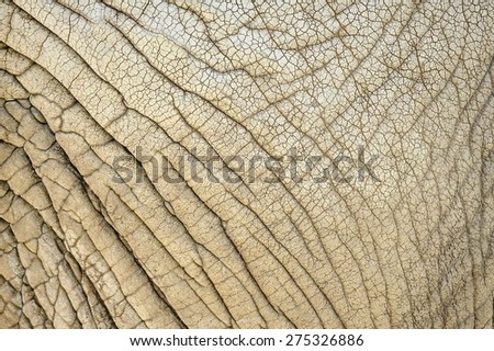 Elephant skin nature pattern from closeup view with details
