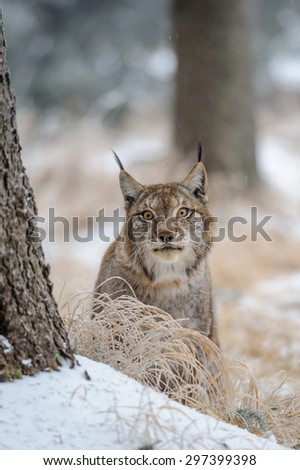 Eurasian lynx between trees in winter time. Yellow grass in cold freeze time