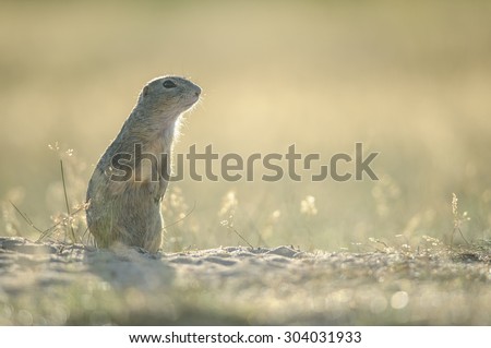 European ground squirrel standing on the ground with yellow summer grass.
