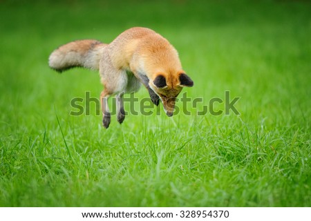 Red fox on hunt when mousing in grass field during autumn  from front side view