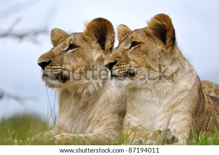 Lion couple lying on the green ground with blue sky in background.