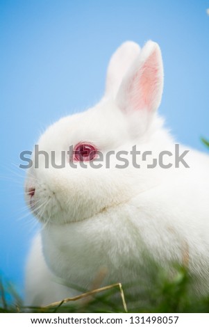 White bunny with pink eyes and ears sitting in the grass on blue background