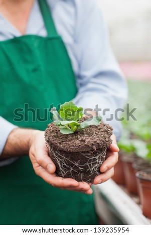 Garden center worker holding out plant out of its pot in garden center greenhouse
