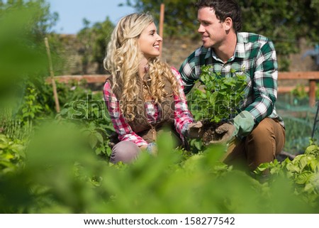 Happy couple gardening together on a sunny day
