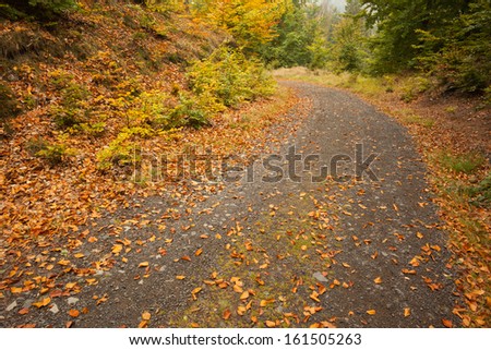 Close up of dead leaves scattered on tarmac curved country road along trees