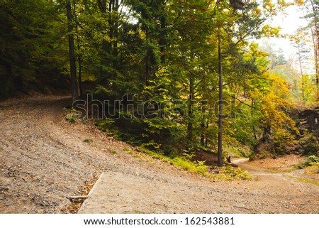Tarmac curved country road along trees in forest