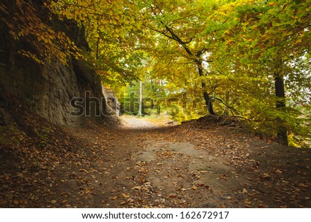 View of a peaceful country road along trees in the lush forest