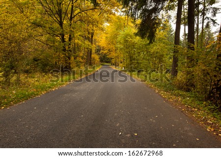 Scenic shot of country road along trees in the lush forest