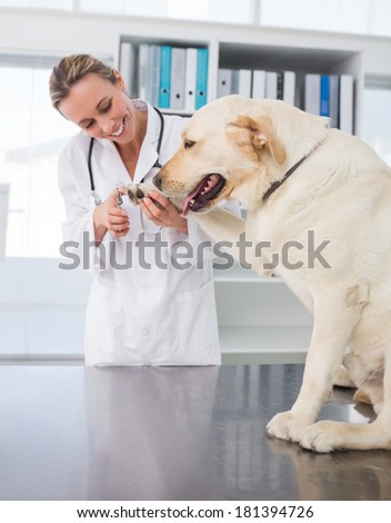 Dog getting claws trimmed by female vet in clinic