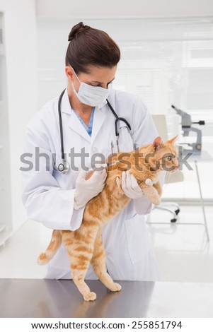 Veterinarian doing injection at a cat in medical office