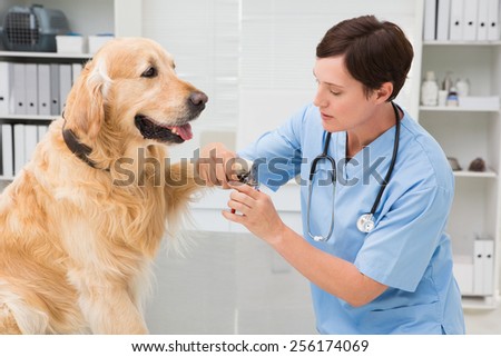 Vet using nail clipper on a dog in medical office