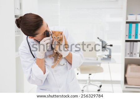 Veterinarian examining a cute cat in medical office