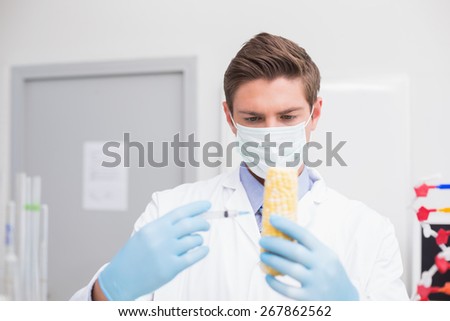 Biologist wearing protective mask and examining corn with syringe in laboratory