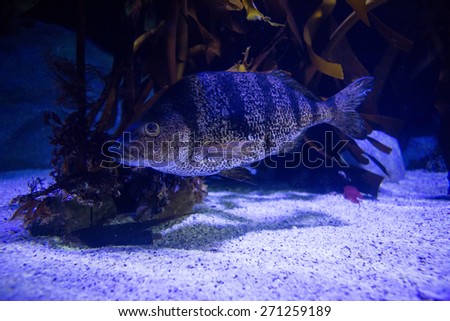 Big fish swimming in a tank at the aquarium