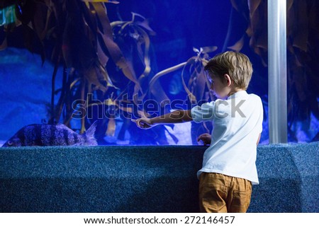 Young man focusing a big fish in a tank at the aquarium